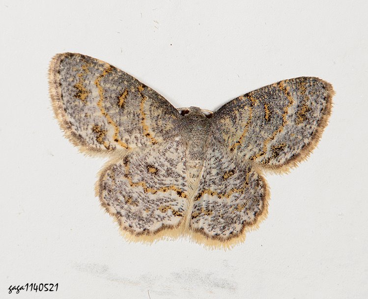 տp¤ظ Dischidesia cinerea