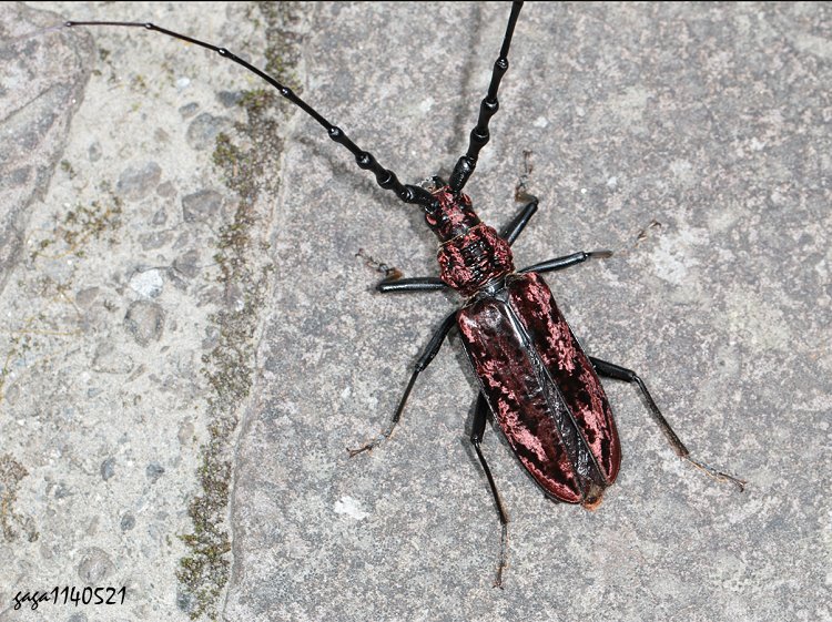 霧社血斑天牛 Aeolesthes  oenochrous