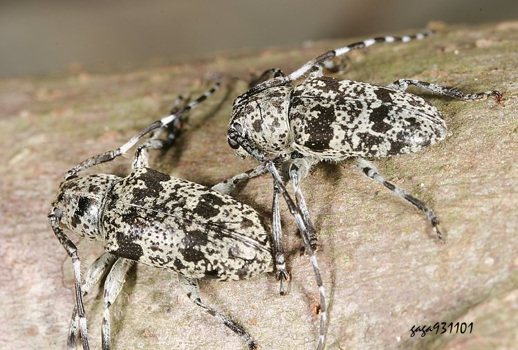 jѴѤAgelasta tonkinea  