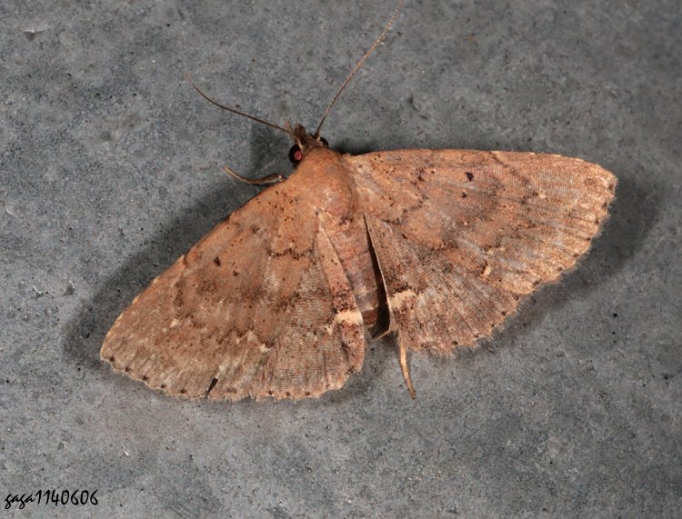 վn Nechesia albotentata
