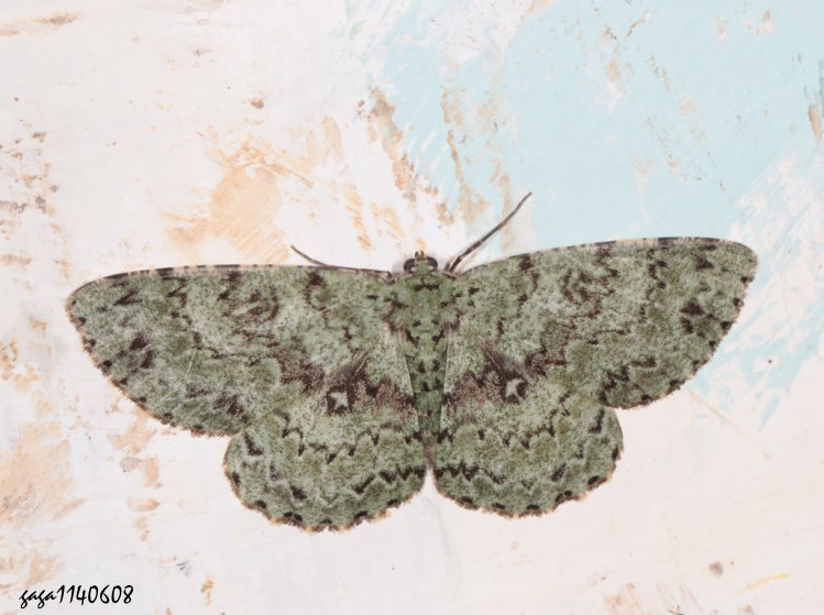 |Pظ Ophthalmitis herbidaria