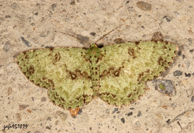 |Pظ Ophthalmitis lushanaria