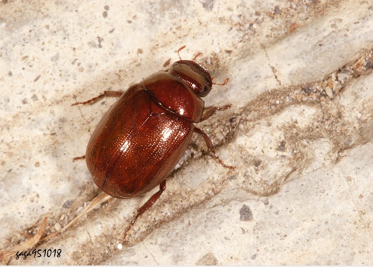 ̽t Apogonia  sp.
