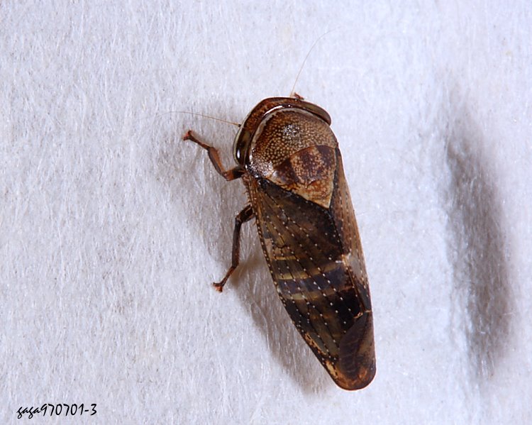 脛槽葉蟬屬  Drabescus sp. 
