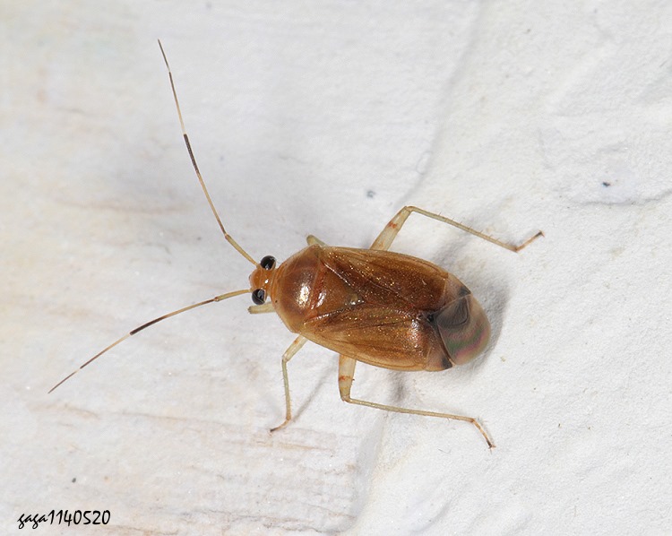 新麗盲椿屬 Neolygus sp. 