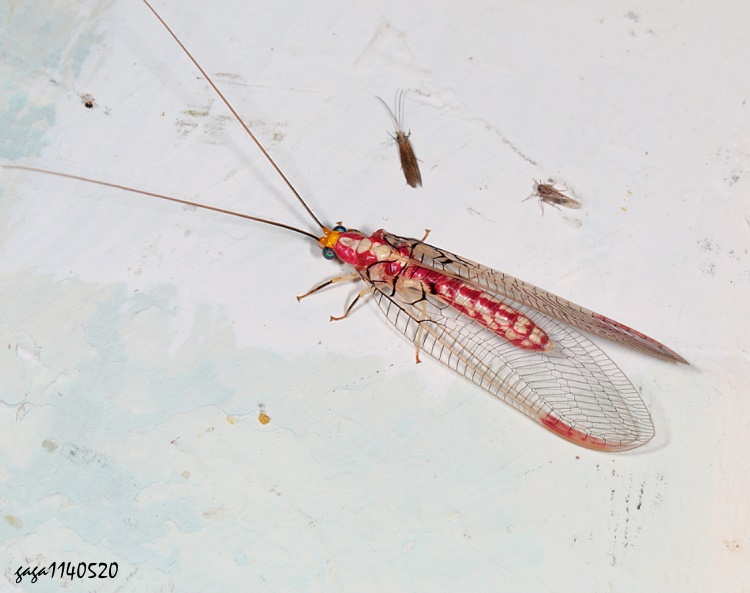  iM Italochrysa uchidae