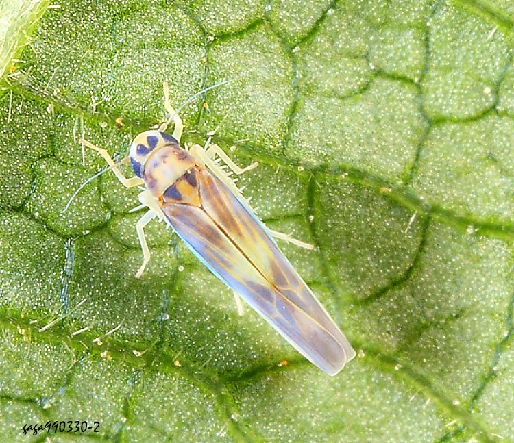 p Arboridia apicalis
