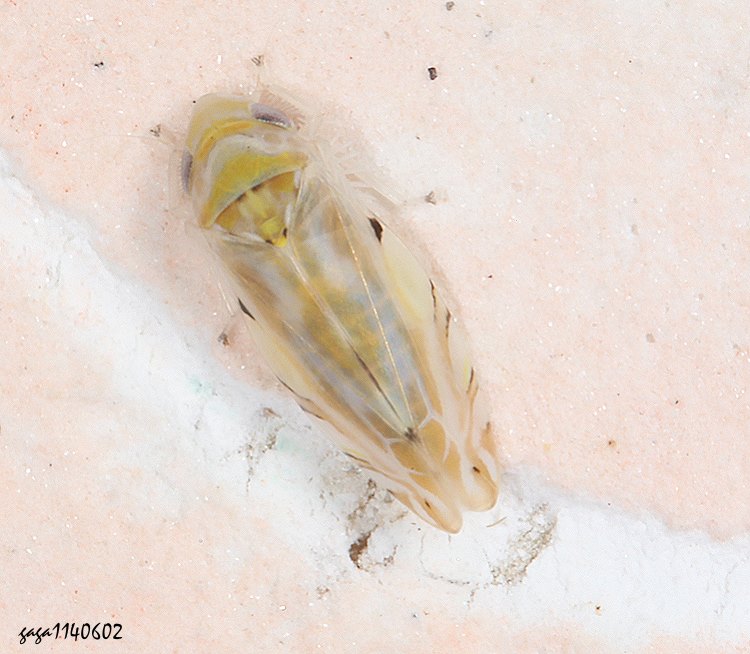 小葉蟬亞科 Typhlocybinae
