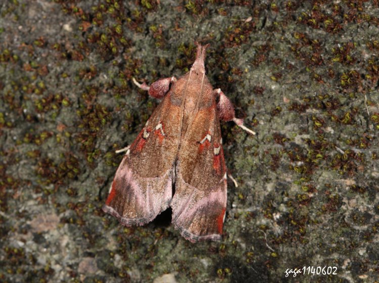 螟蛾 Streptopalpia sp.