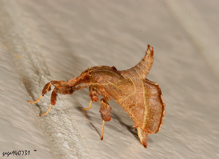 uŽ Sacada chaehomensis