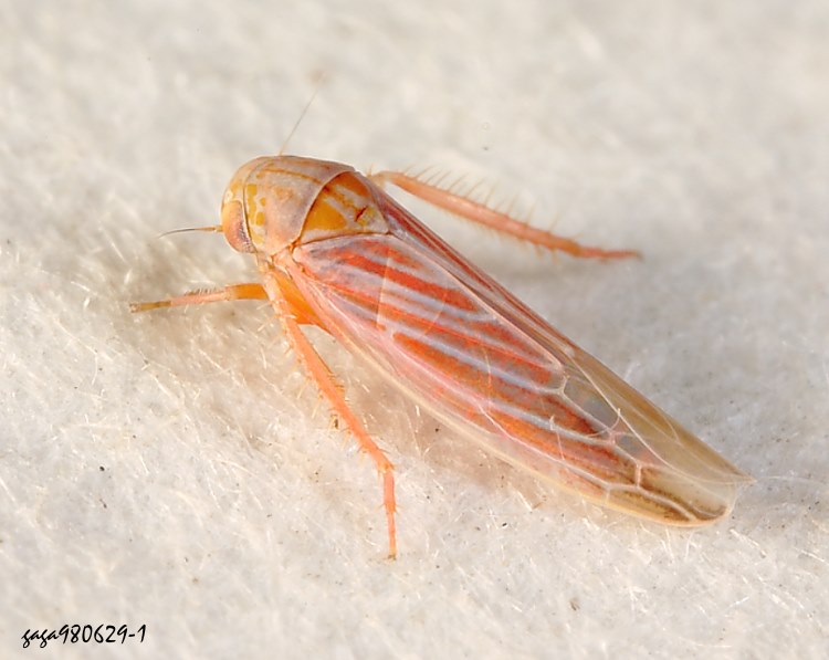紫色二室葉蟬 Balclutha rubrostriata