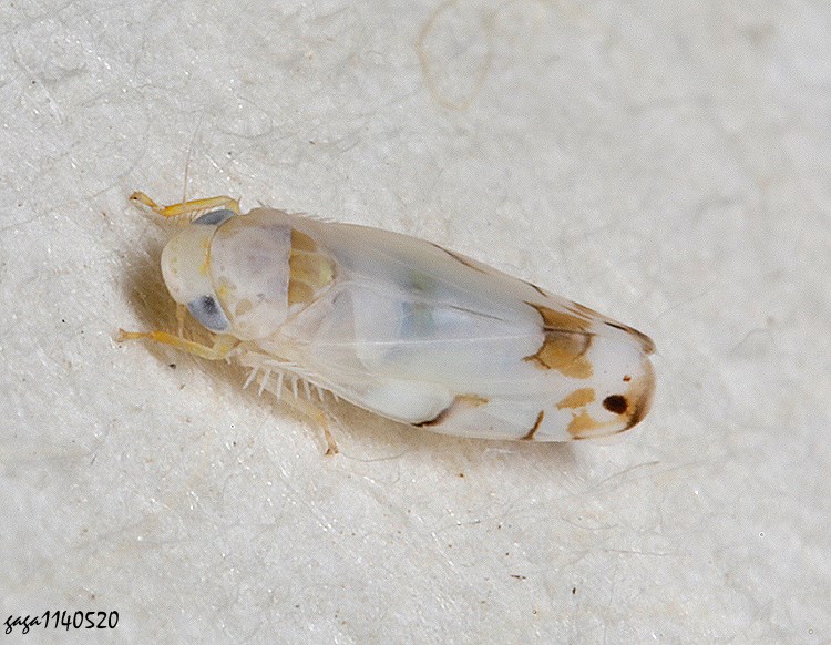 小葉蟬亞科 Eurhadina sp.