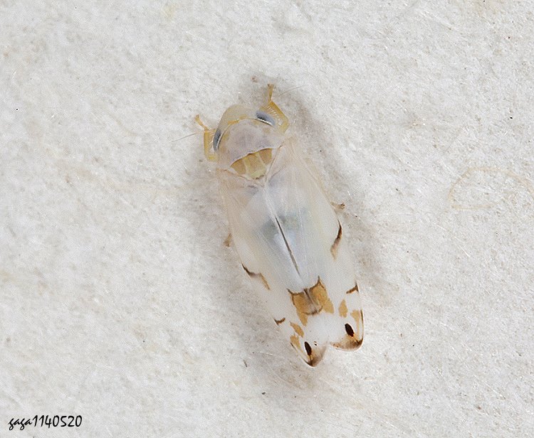 小葉蟬亞科 Eurhadina  sp.
