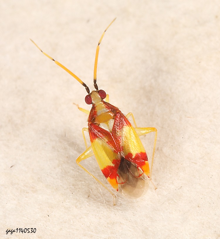 平盲椿屬 Zanchius  sp. 