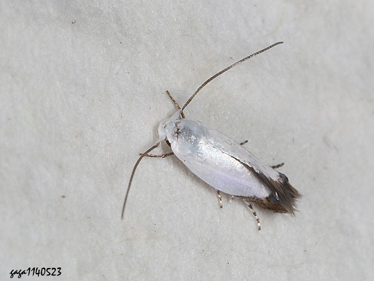ܤ Proleucoptera  sp.