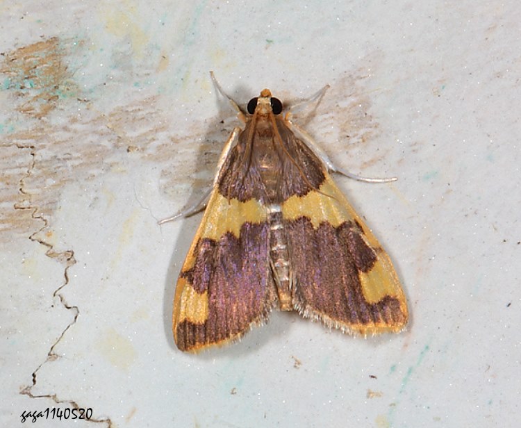 黄ͳ Rehimena phrynealis