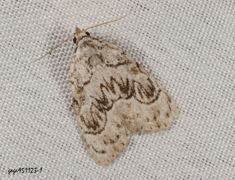 洛瘤蛾屬 Meganola sp.