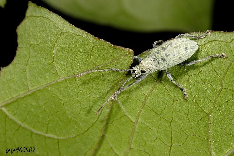 小齒斜脊象 Phrixopogon excisangulus 