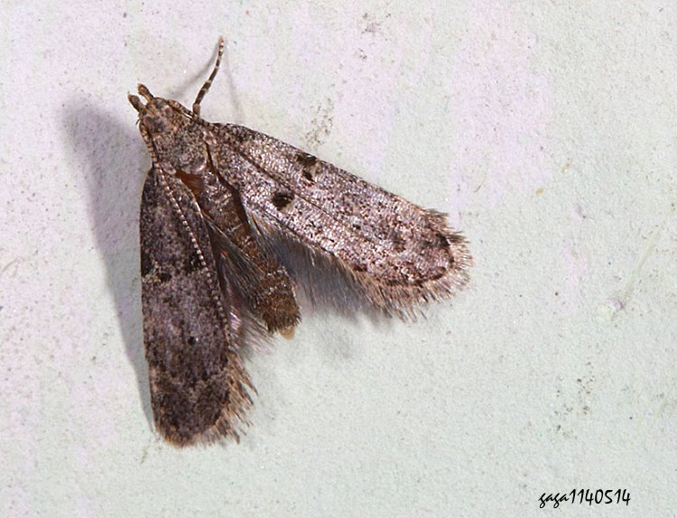 ĳ Dichomeris sp.