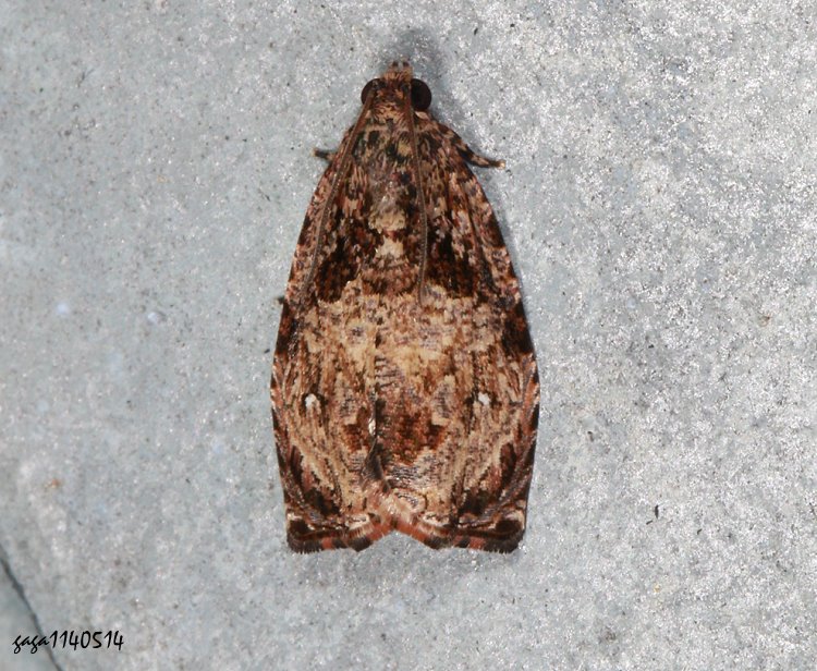 p Sycacantha inopinata