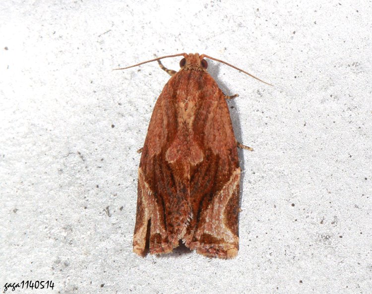 ݦP Isodemis proxima