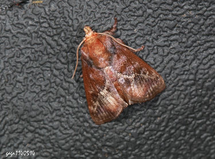 븿 Oxyplax pallivitta 
