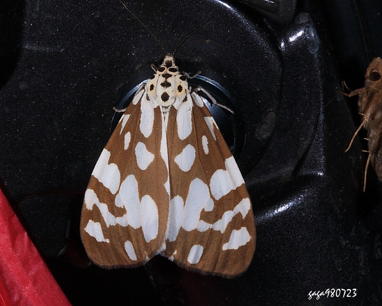 大花斑蝶星燈蛾 Utetheisa inconstans