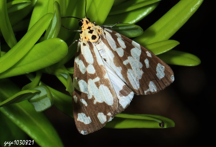 小花斑蝶星燈蛾 Utetheisa fractifascia