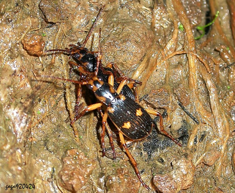 B Pheropsophus sp.