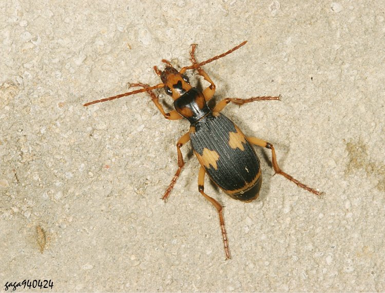  Pheropsophus  sp.