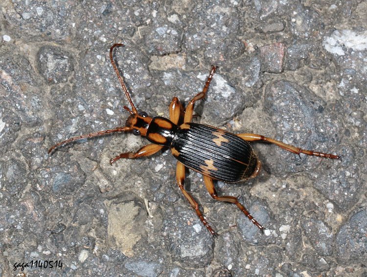 zB Pheropsophus javanus