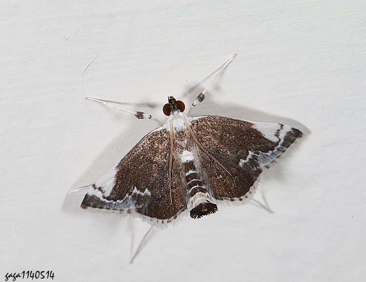 Ȭ Glaphyriinae