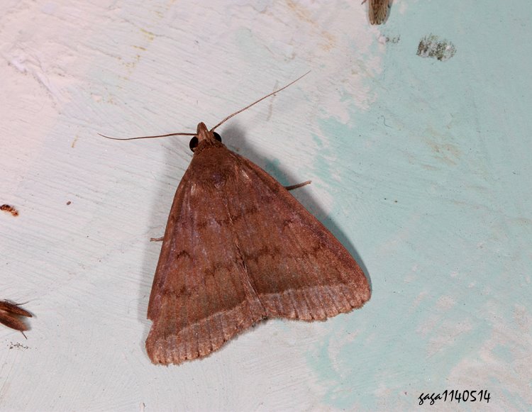 ųhn Simplicia xanthoma