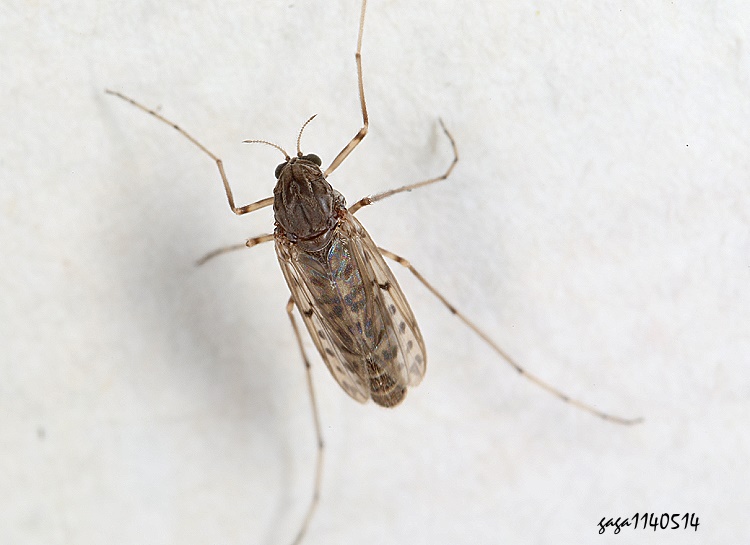 nATanypus sp. 