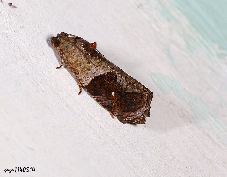 p Sorolopha  sp.