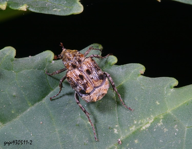 ܨt Dasyvalgus formosanus