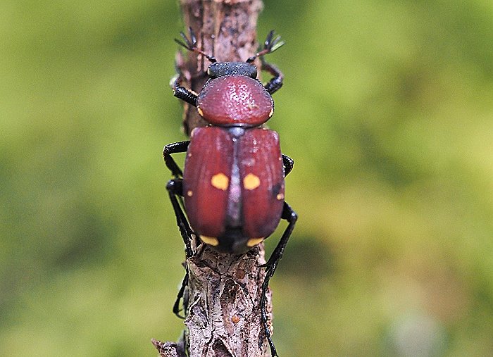 괳t Paratrichius diversicolor 