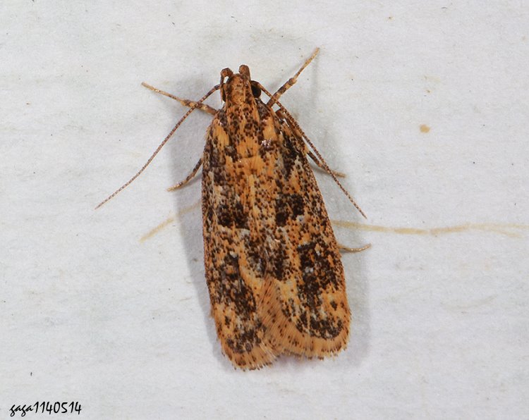 C Meleonoma  sp.