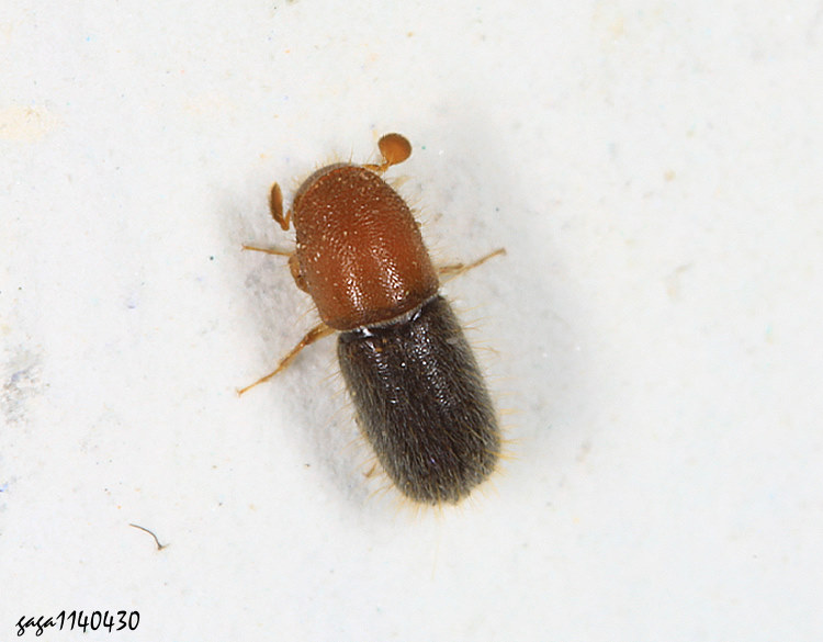 小蠹蟲 Xylosandrus  sp. 