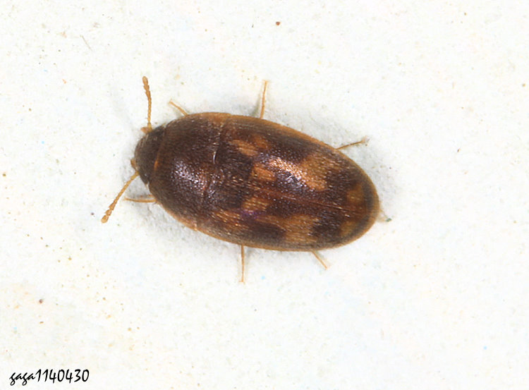 小蕈蟲 Litargus sp.  