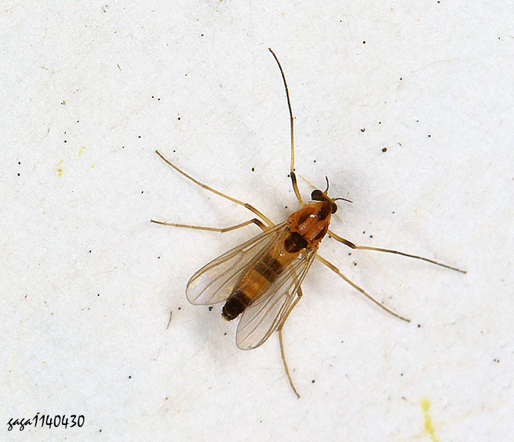 克利搖蚊屬 Cricotopus  sp.