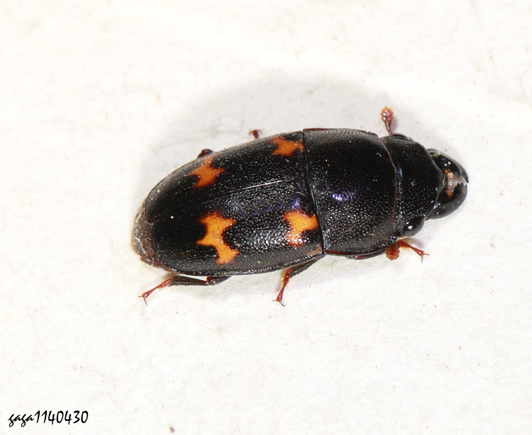 jXGlischrochilus japonius 