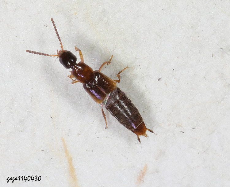 rΨȬ Lithocharis nigriceps