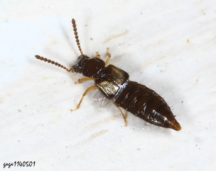  Carpelimus  sp.