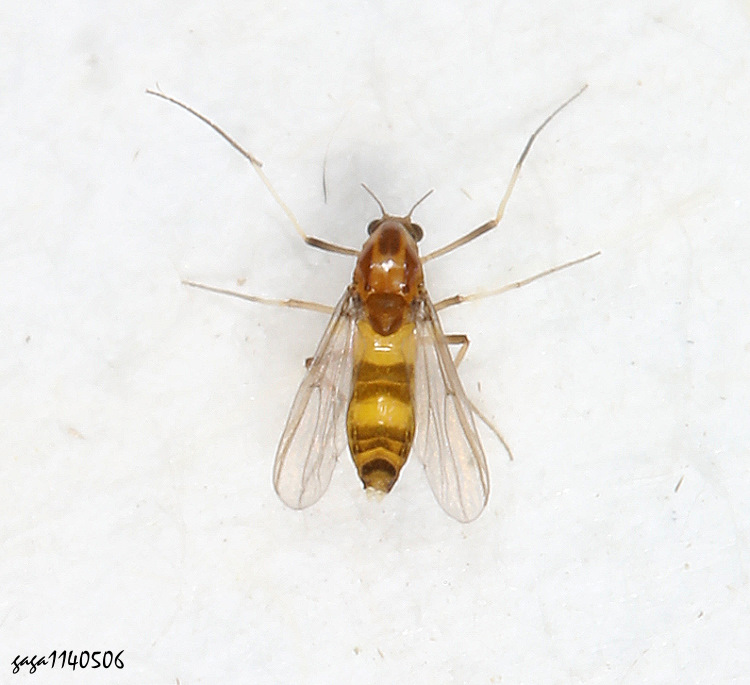 克利搖蚊屬 Cricotopus  sp.