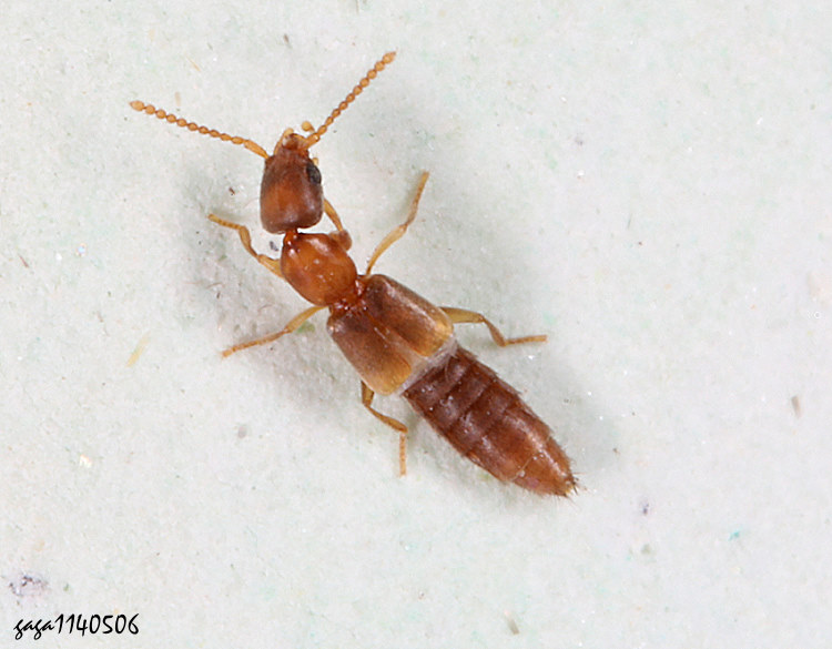 rΨȬ Lithocharis sp.