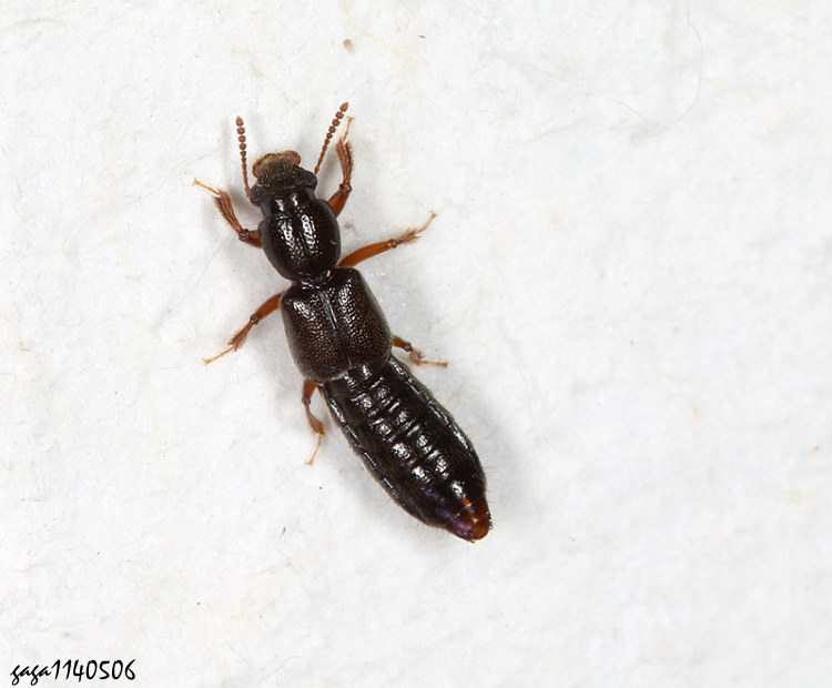 Bledius  sp.