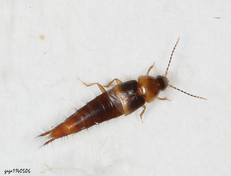 Ž Ischnosoma sp.  