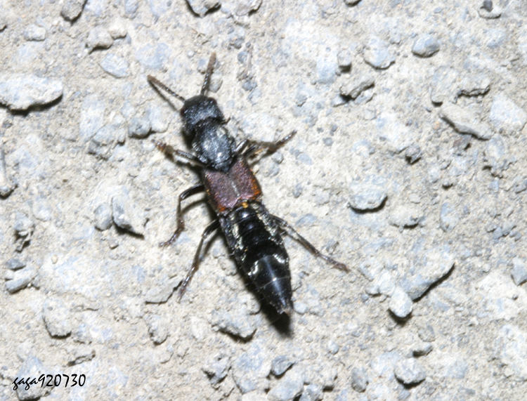   Naddia taiwanensis 
