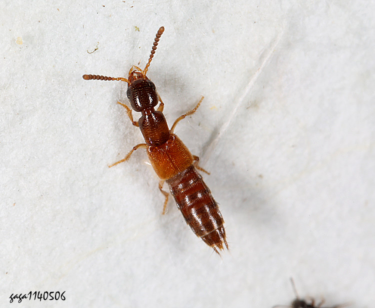  Neobisnius sp.